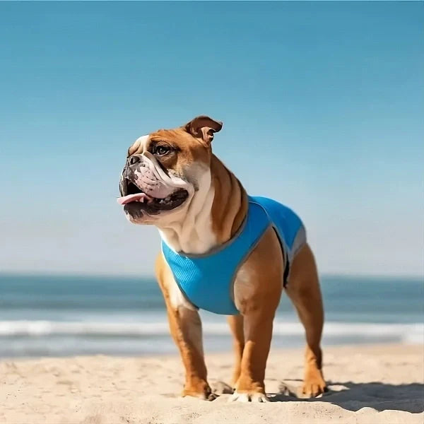 Coleira térmica peitoral para cachorro, confortável e ajustável.